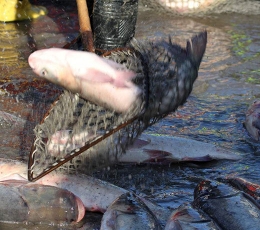 湛江胖頭魚