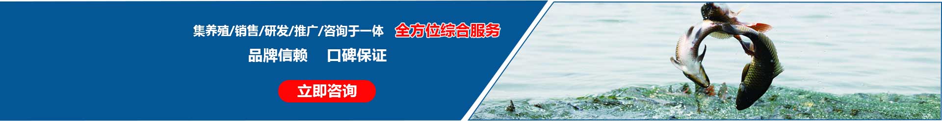 湖北胖頭魚廠家