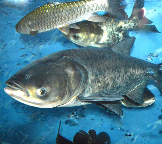 湖北胖頭魚(yú)廠家 