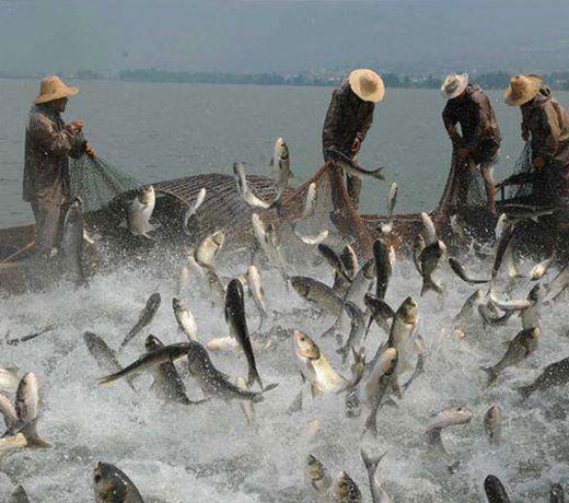 湖北胖頭魚(yú)廠家