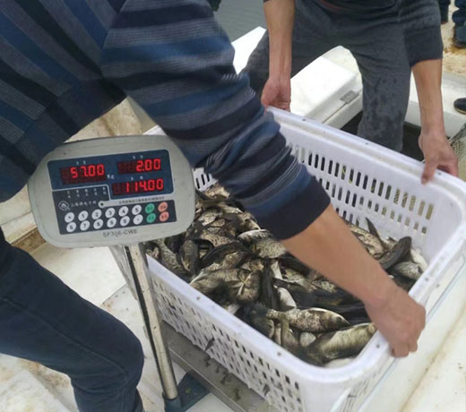 湖北胖頭魚廠家